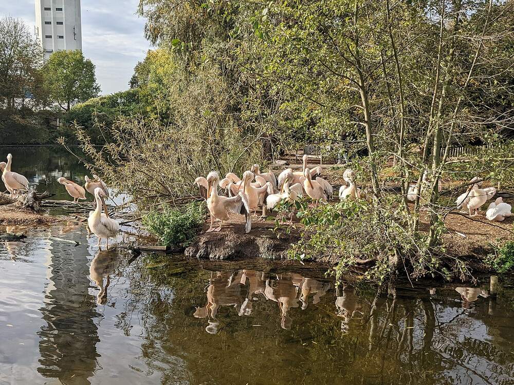 Pelikanen aan het water in Vogelpark Avifauna in Alphen aan den Rijn