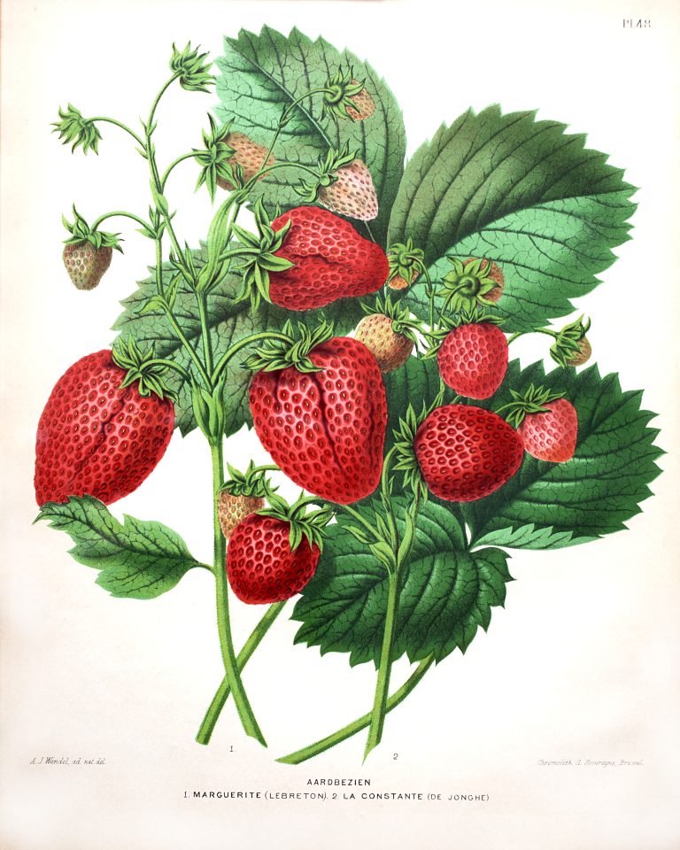 Van aardbei tot zomerkoninkje — museum-expo in Alphen aan den Rijn