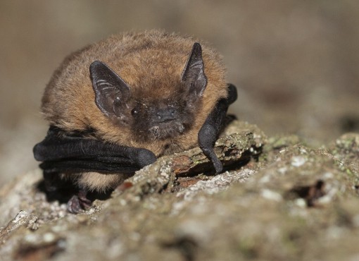 Vleermuizen Zegerslootgebied — Natuur in Alphen aan den Rijn
